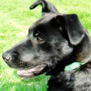 Gidget was adopted in May, 2006